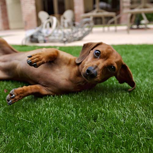 image of small dog on synlawn Calgary artificial grass for pets