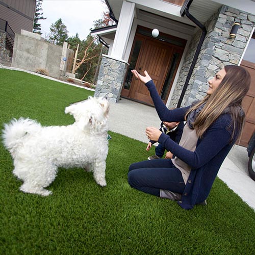 image of Pet friendly artificial grass for your furry friends available at SYNLawn Calgary